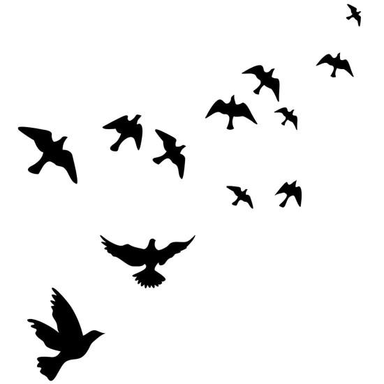 Güvercin Duvar Kağıdı