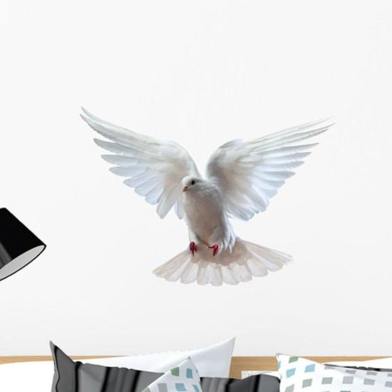 Güvercin Duvar Kağıdı