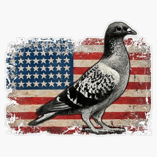 Güvercin Duvar Kağıdı