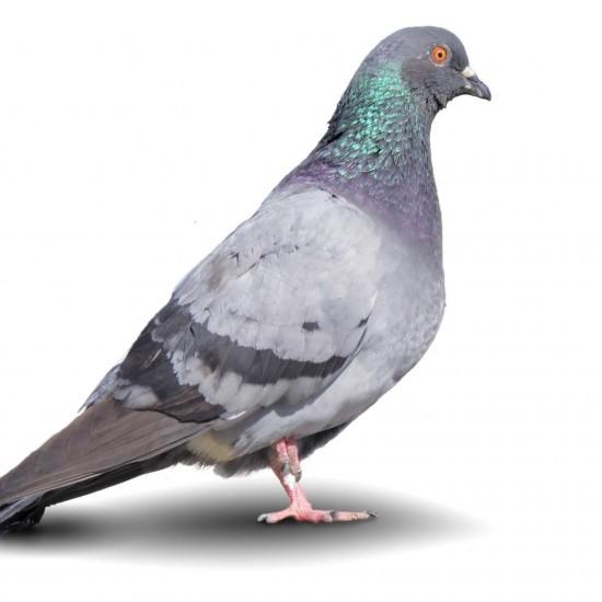 Güvercin Duvar Kağıdı