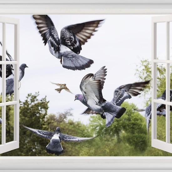 Güvercin Duvar Kağıdı