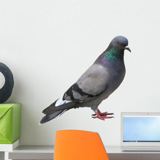 Güvercin Duvar Kağıdı