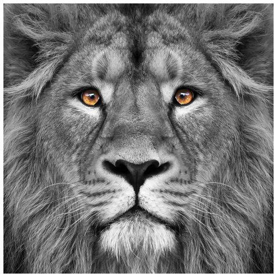 Aslan Cam Tablo
