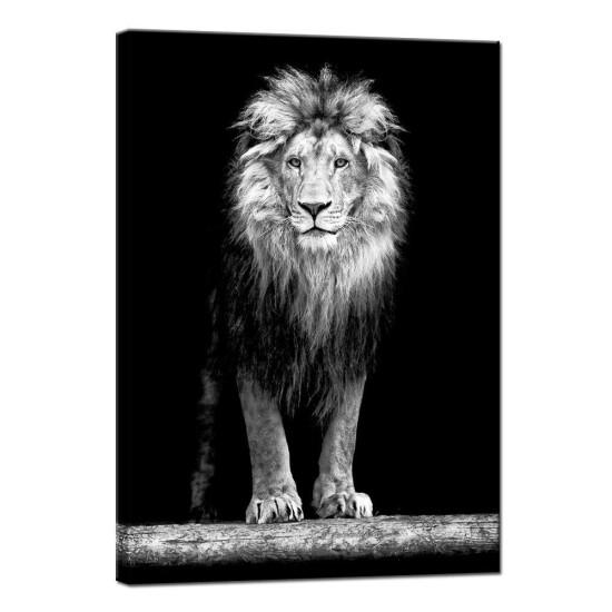 Aslan Portresi