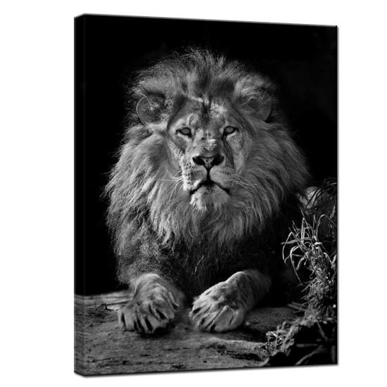 Aslan Tablo