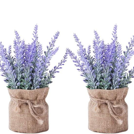 Bahar Yıldızı Çiçek