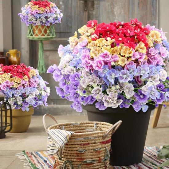 Bahar Yıldızı Çiçek