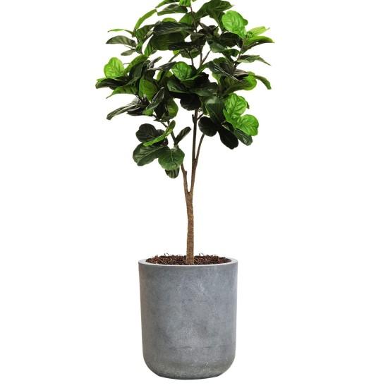 Beton Saksıda Çiçek