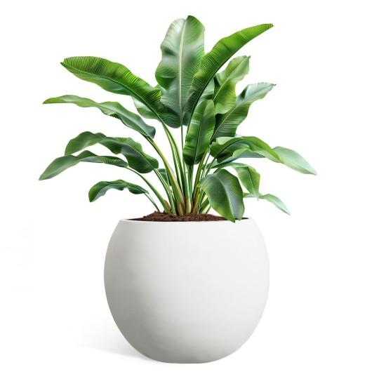 Beton Saksıda Çiçek