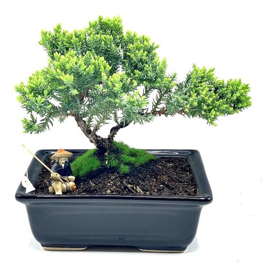 Bonsai Ağacı
