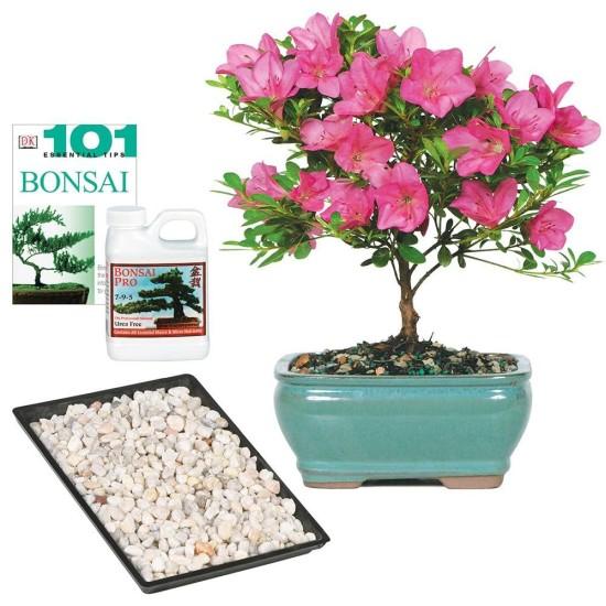 Bonsai Ağacı