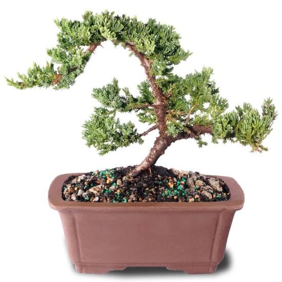 Bonsai Ağacı