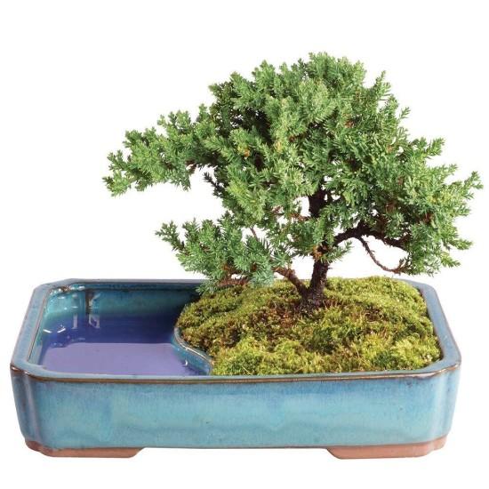 Bonsai Ağacı