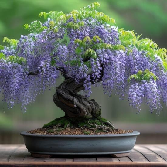 Bonsai Ağacı