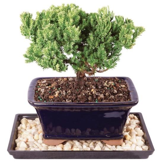 Bonsai Ağacı