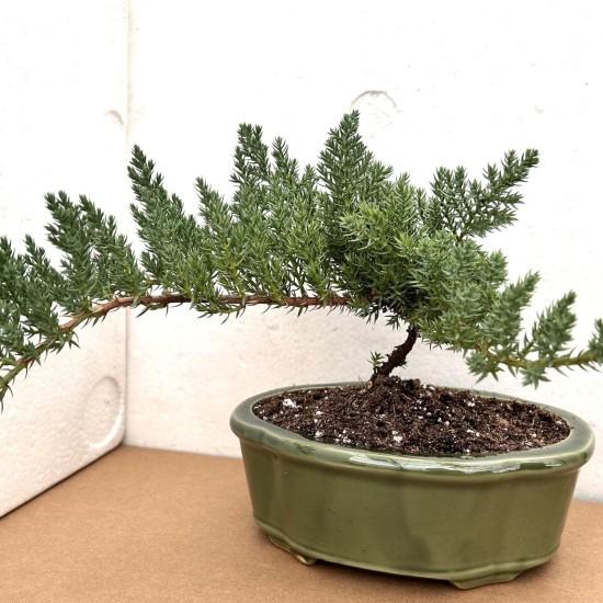 Bonsai Ağacı