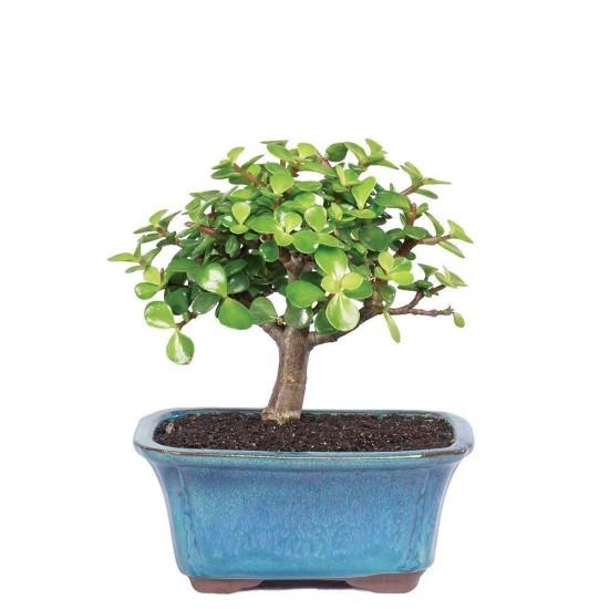 Bonsai Ağacı