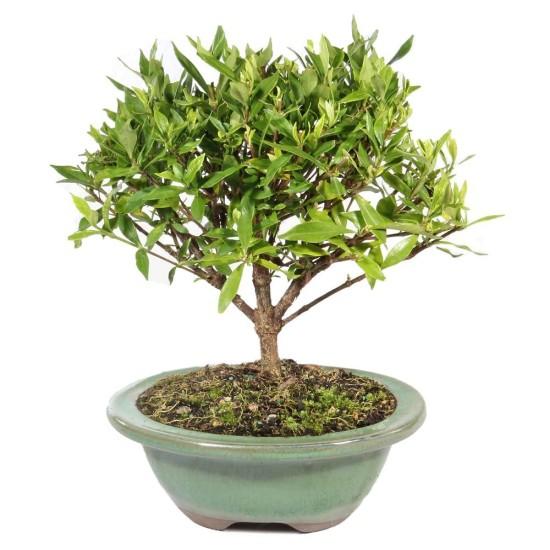 Bonsai Ağacı