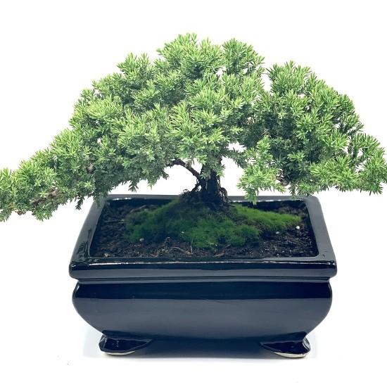 Bonsai Ağacı