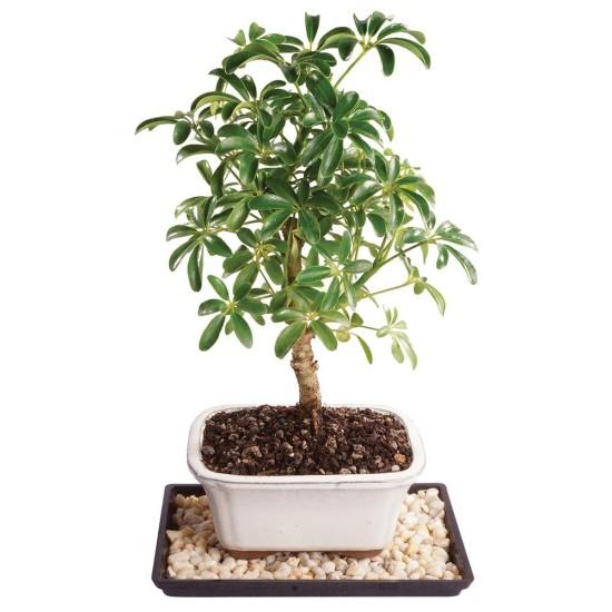 Bonsai Ağacı