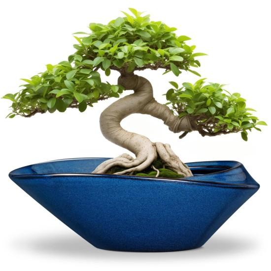 Bonsai Ağacı
