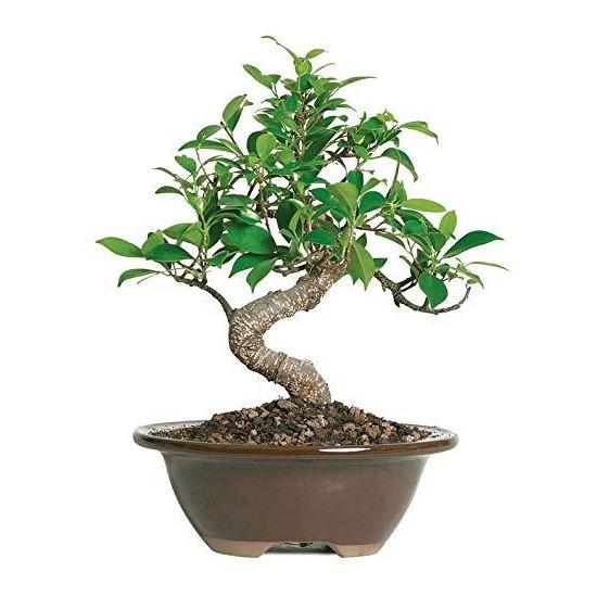 Bonsai Ağacı