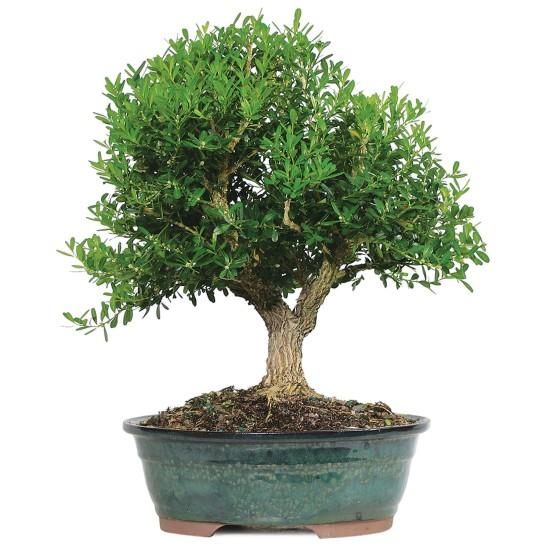 Bonsai Ağacı