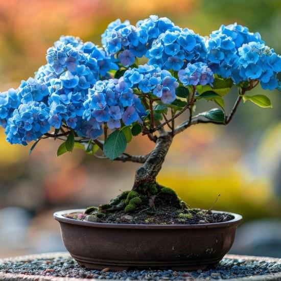 Bonsai Ağacı