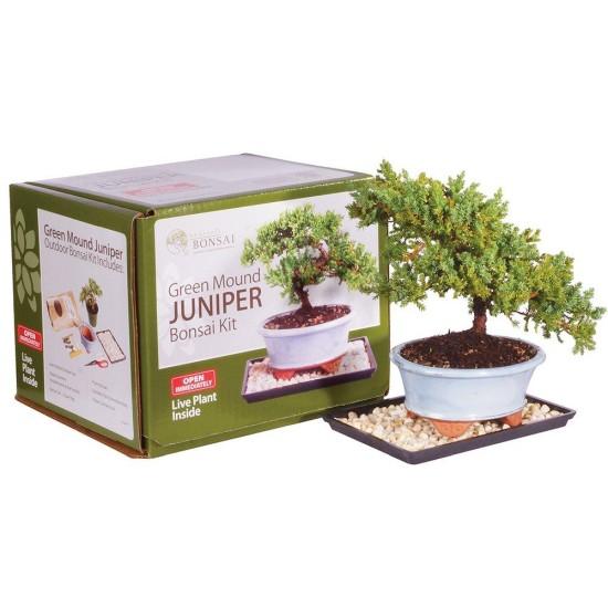 Bonsai Ağacı
