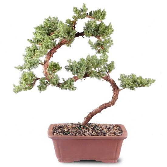 Bonsai Ağacı