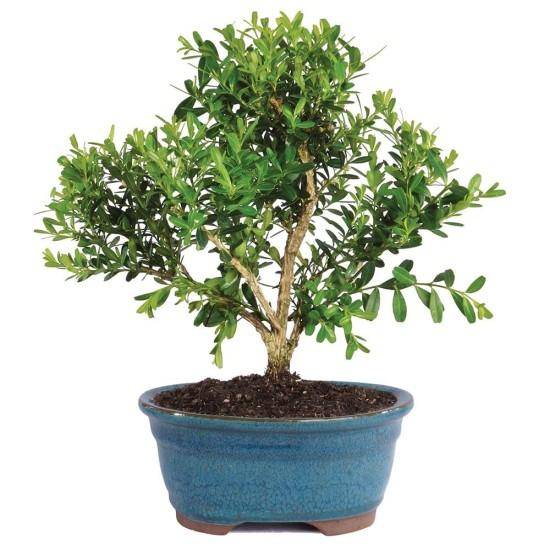 Bonsai Ağacı