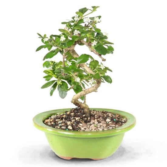 Bonsai Ağacı