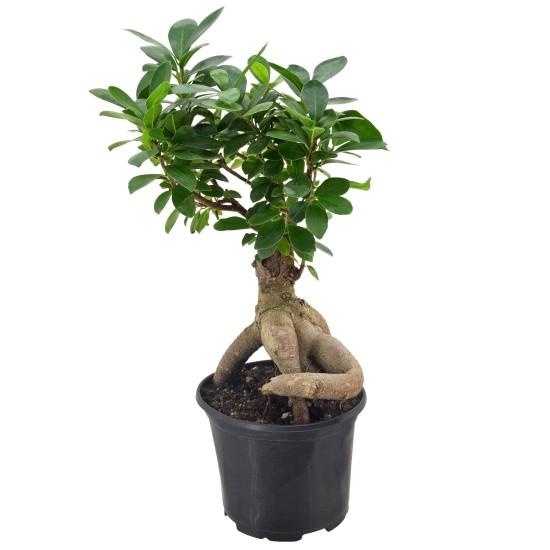 Bonsai Ağacı