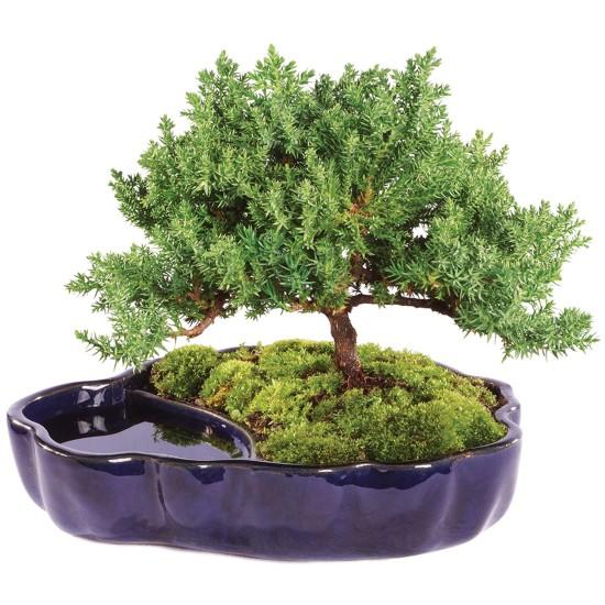 Bonsai Ağacı