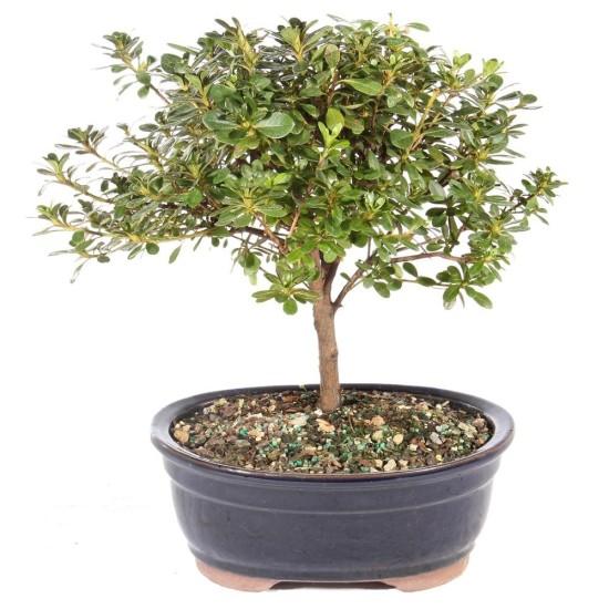 Bonsai Ağacı