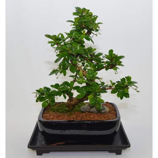 Bonsai Ağacı