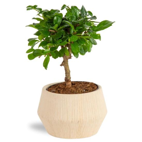 Bonsai Ağacı