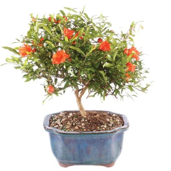 Bonsai Ağacı