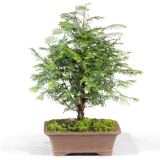 Bonsai Ağacı