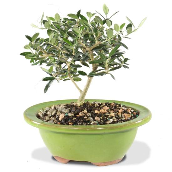 Bonsai Zeytin Ağacı