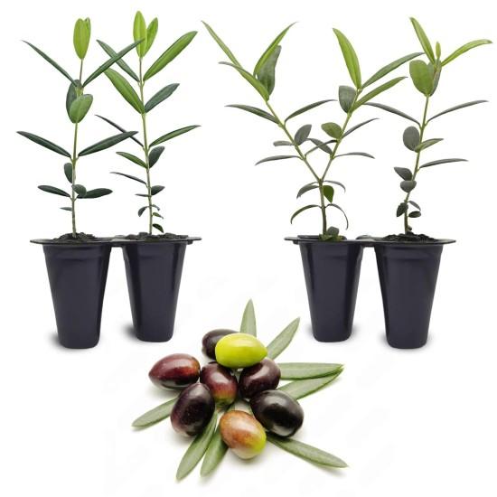 Bonsai Zeytin Ağacı