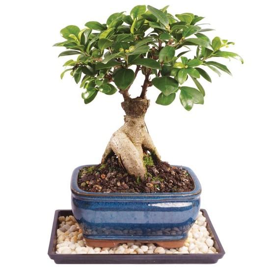 Bonsai Zeytin Ağacı