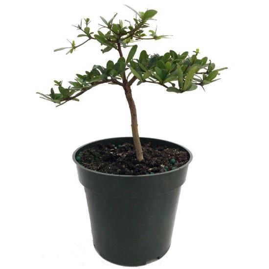 Bonsai Zeytin Ağacı