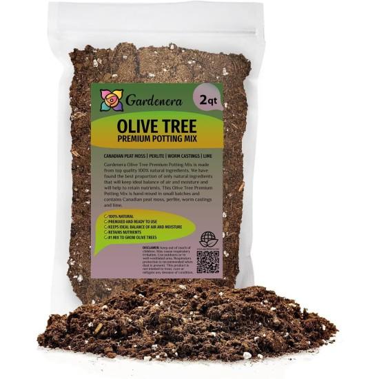 Bonsai Zeytin Ağacı