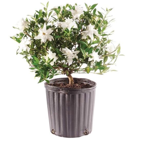 Bonsai Zeytin Ağacı