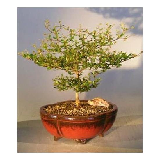 Bonsai Zeytin Ağacı