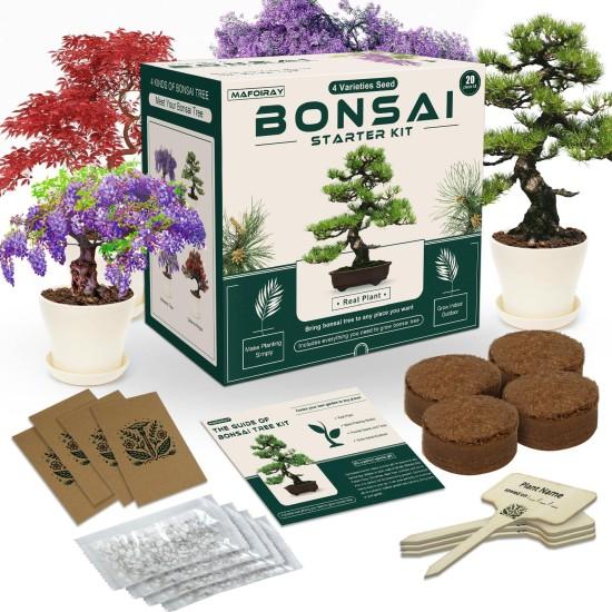 Bonsai Zeytin Ağacı