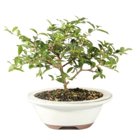Bonsai Zeytin Ağacı