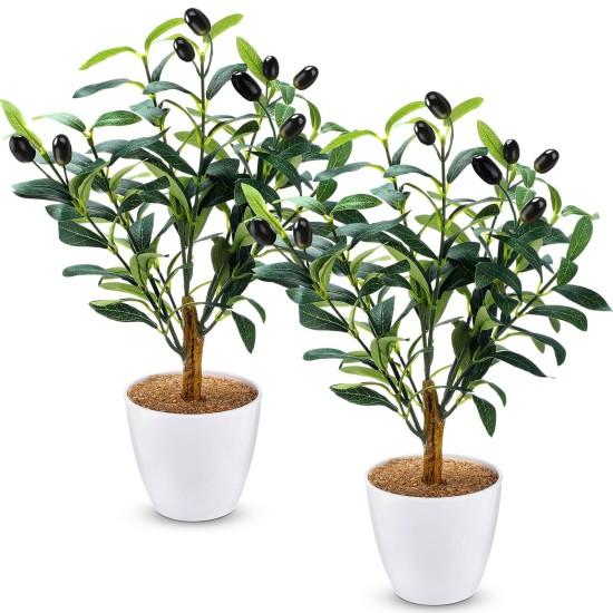 Bonsai Zeytin Ağacı