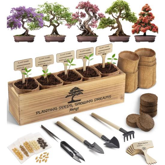 Bonsai Zeytin Ağacı